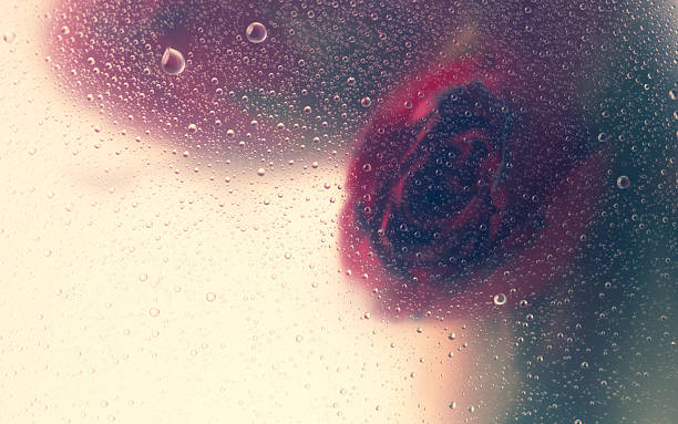istock Red rose through the glass with waterdrops background,Abstract Nature blur background. 2197518344