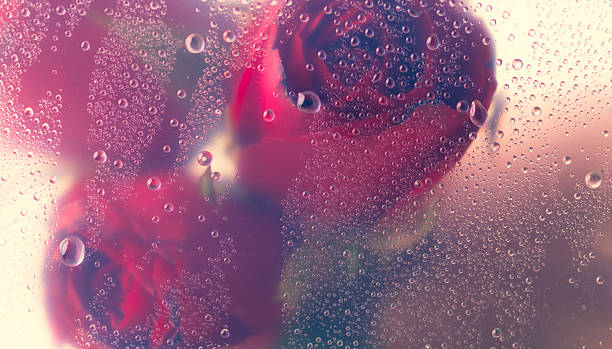 istock Red rose through the glass with waterdrops background,Abstract Nature blur background. 2197518348