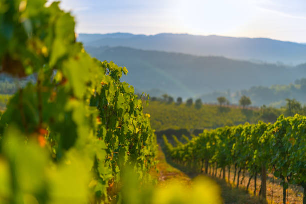 istock Vineyard in Tuscany Italy at sunset or sunrise. 2197520065