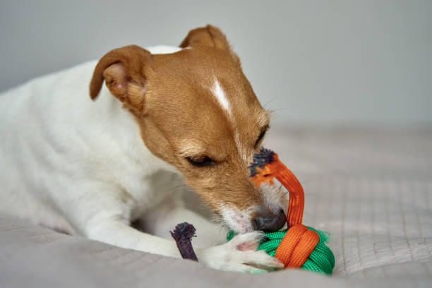 istock Jack Russell Terrier chewing rope toy on bed 2197520228