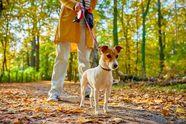 istock Jack Russell Terrier on leash during autumn walk 2197522852