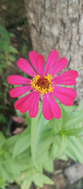 istock Cosmos flowers are blooming and beautiful 2197524254