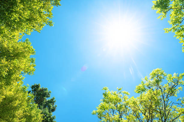 istock View to blue sky with sunbeams through treetops 2197526512