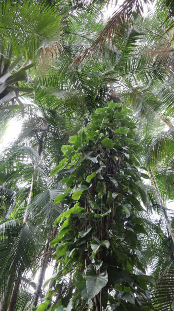 istock A large tree from the Atlantic forest with epiphytic plants. 2197526635