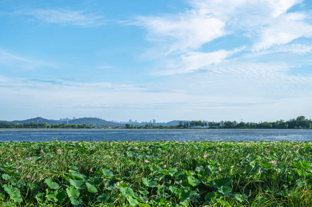 Wetland riverbank and sunny blue sky copy space scene