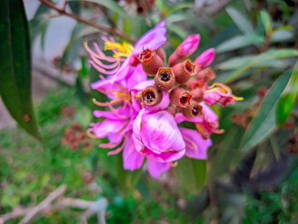 istock Flower(Melastoma Malabathricum 2197528892
