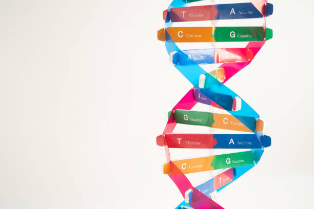 istock DNA or Deoxyribonucleic acid is a double helix chains structure formed by base pairs attached to a sugar phosphate backbone. 2197532235
