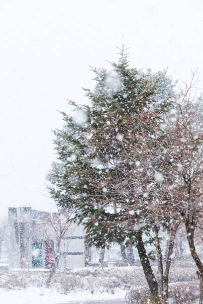 istock Snowy park scenery, Snow piled up on trees. 2197532262