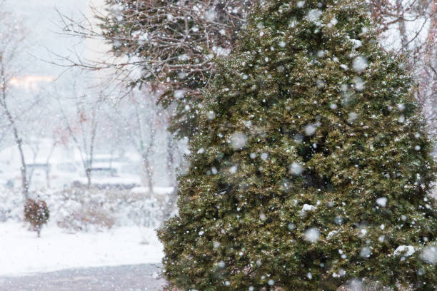 istock Snowy park scenery, Snow piled up on trees. 2197532265