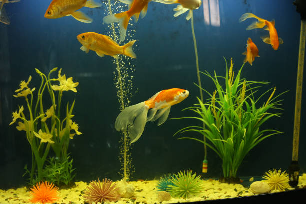 istock Beautiful golden fish in a fish tank 2197532906