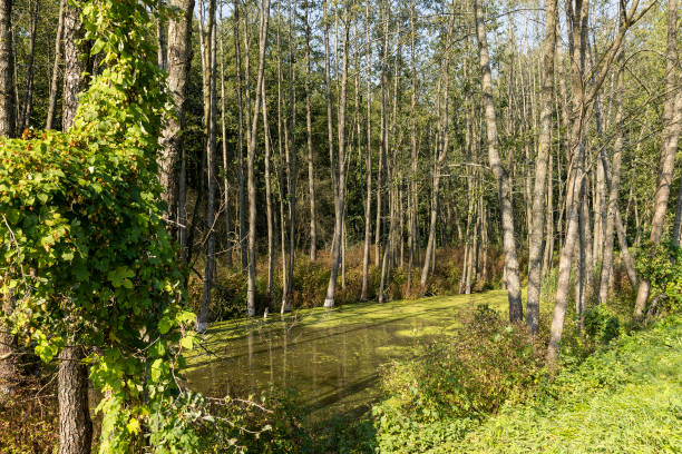 trees in the swamp in the summer, green grass and deciduous trees in the swamp with green duckweed