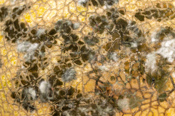 bad melon with black spots from mold and mildew, spoiled food covered with mold and dangerous to health