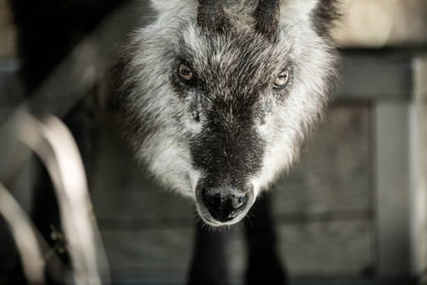 istock Beautiful Japanese serow 2197535825