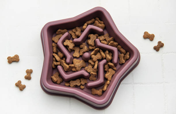 istock Slow feeder dog bowl reducing choking risk and improving digestion 2197536399