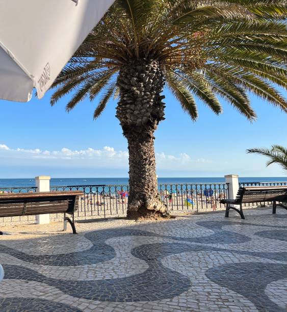 istock Palm tree by mosaic walkway with beach view. 2197537328