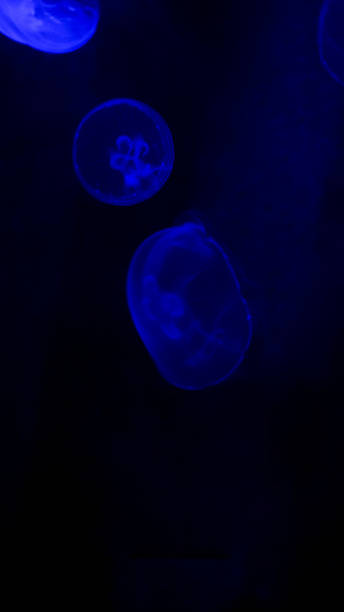 istock Common jellyfish floating in black water in an aquarium 2197540060