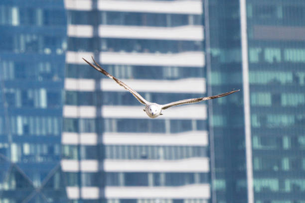 Seagulls flying between high-rise buildings in Lujiazui