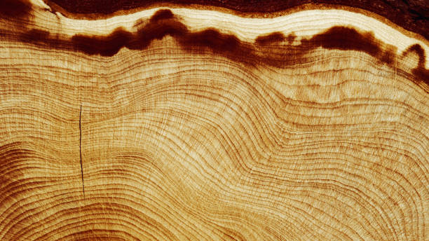 Free picture: oak, hardwood, cross section, knot, texture, dry, wood ...