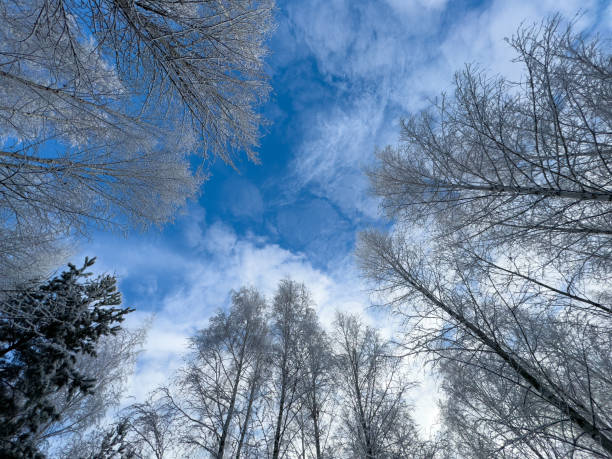The sky is blue and the trees are bare. The trees are covered in snow and the sky is clear