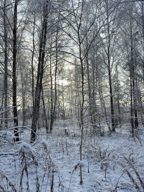 istock A snowy forest with a tree in the middle 2197542153