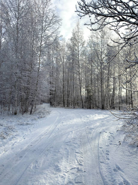 A snowy forest with a road in the middle. The road is covered in snow and the trees are bare