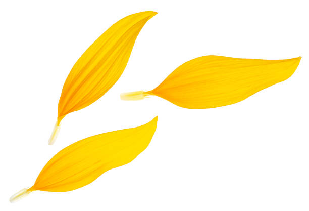 istock Sunflower petals isolated on a white background, top view. Three yellow petals. 2197542789