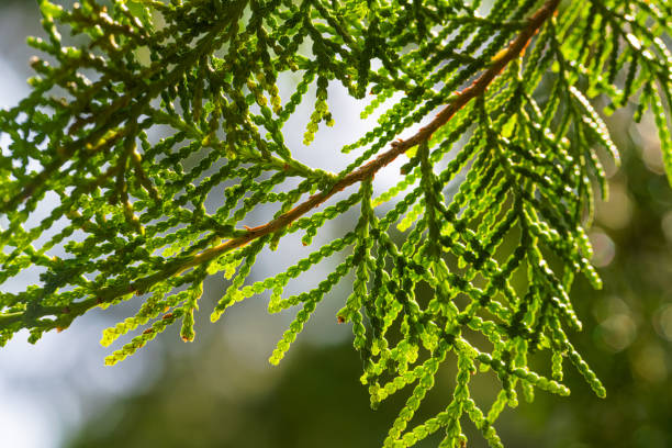 istock Close-up of larch branches in sunlight 2197543174