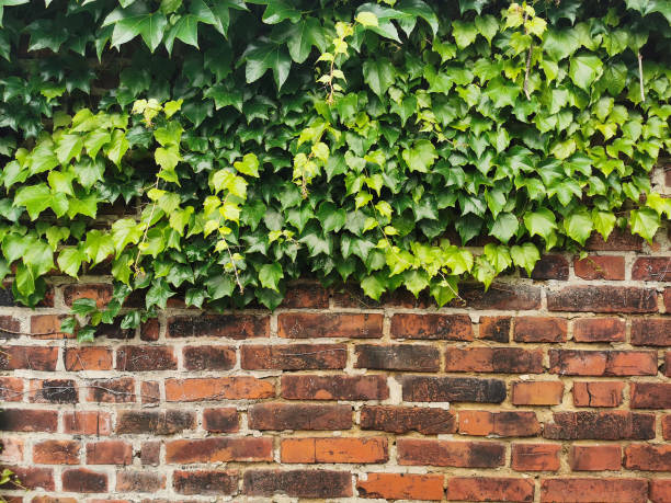 istock old brick wall with green leaves 2197543716