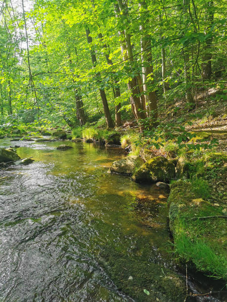 istock small river in the Jeseniky mountains 2197543717