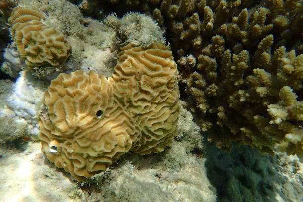 brain coral animal from the red sea