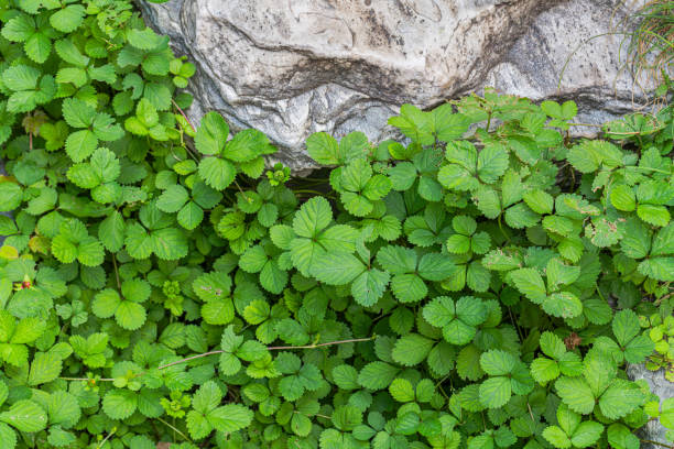 strawberry green leaves