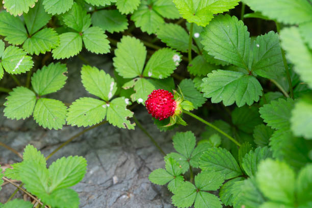 Red ripe strawberry in the garden