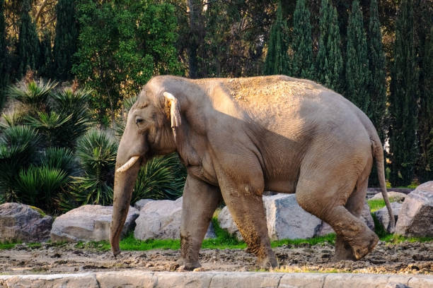 A large elephant in a wildlife park in Izmir, Turkey.