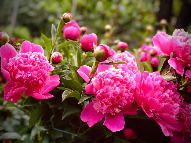 istock Abstract bright pink peony flowers background. 2197544834