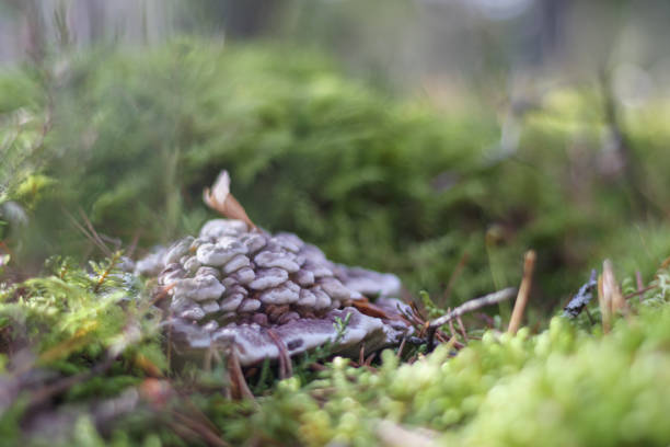 istock .a cluster of mushrooms growing on a rotting tree trunk covered with green moss. 2197545530