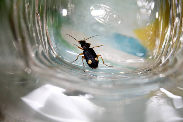 Ground beetle (Chlaenius bimaculatus) is a predator of several lepidopteran pests. The insect is distinguished by its golden cyan body, enlarged end segments of the lower lip and jaw whiskers, and a large reddish-yellow spot on the sub posterior portion of the fore wing. As adults they overwinter in weeds, humus-rich dirt clods, and stones.