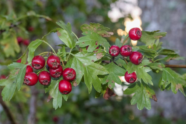 istock .you can see red berries on a tree branch with green leaves. 2197545983