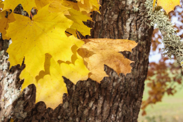 . yellow and brown maple leaves hanging from a tree while another tree is visible in the background.