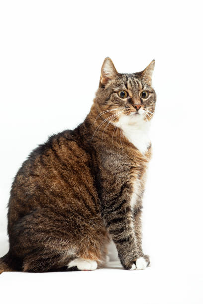 istock Striped cat isolated on a white background. Studio shot. Funny tabby cat 2197547484