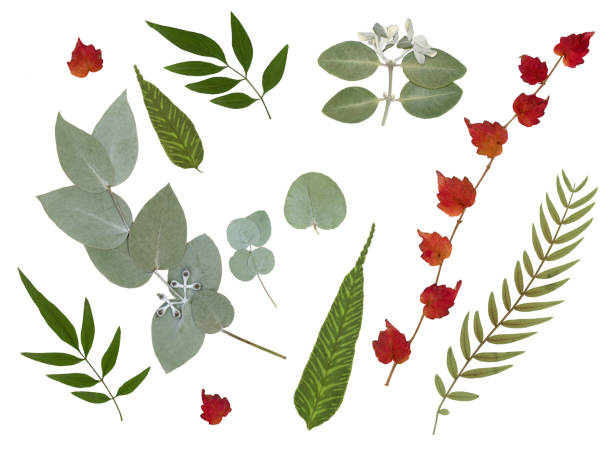 istock Pressed and dry acacia, eucalyptus leaves isolated on white background. 2197550104
