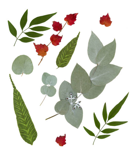 Pressed and eucalyptus leaves isolated on white background.