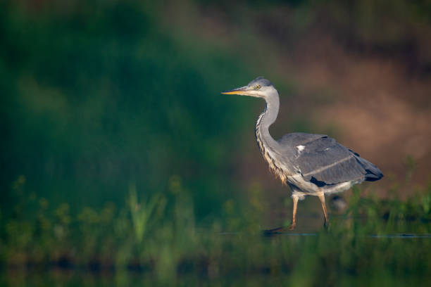 istock Bird Grey heron, gray heron Ardea cinerea bird on dark green background, hunting time 2197550710