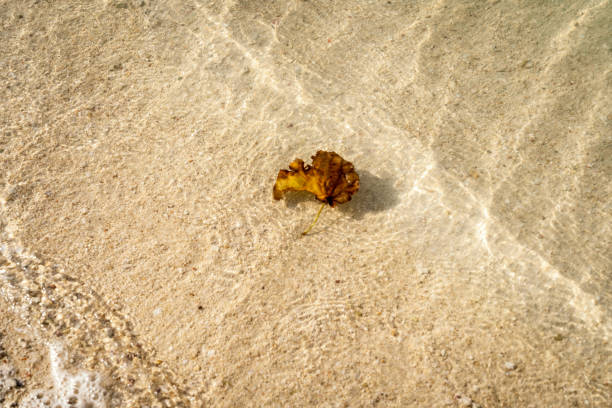 Leaves floating in Clear water with rocks and sandy bottom close up