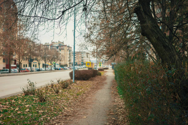 istock One dry tree and a hedge in the city 2197555706
