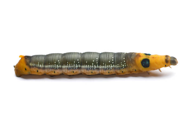 istock Macro photo of Oleander Hawk moth caterpillar isolated on white background 2197557350