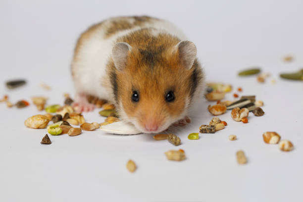 Silvery Syrian Hamster, on a light background.