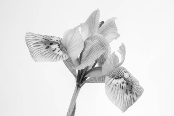 istock Black and white image of a Iris reticulata against a white background 2197557986