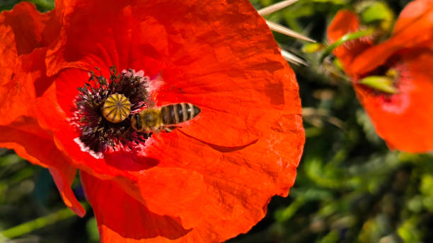 istock red wild poppies growing in the agricultural fields 2197559711