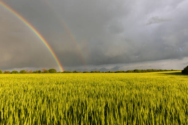 A view of Green Wheat Growing In A Field