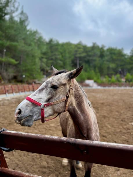 istock horse on farm nature forest 2197560854